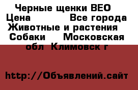 Черные щенки ВЕО › Цена ­ 5 000 - Все города Животные и растения » Собаки   . Московская обл.,Климовск г.